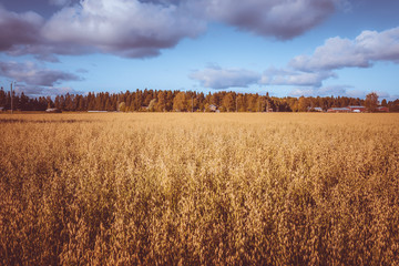 Finnish oat field. Photo from Kajaani, Finland.