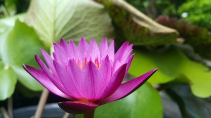 Beautiful pink waterlily in the pond