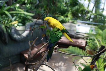 parrot on a branch