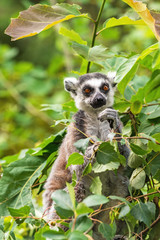 Adult lemur katta peeps out from the greenery of trees