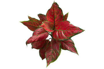 Naklejka na ściany i meble red leaf plant isolated on white background.