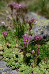 Fototapeta premium Fleurs Pyrénées