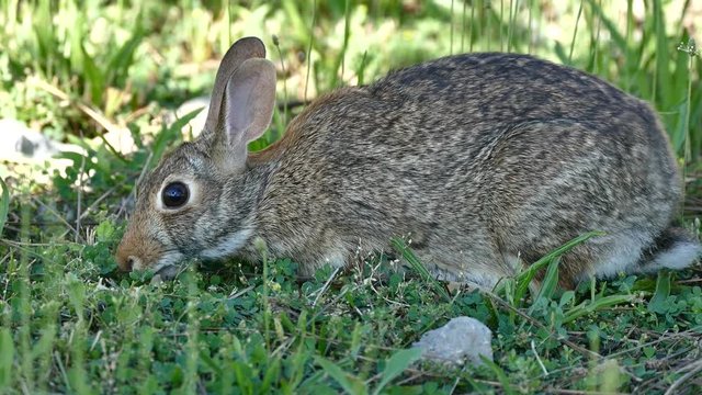 Bunny eating grass. Close up. Royalty free footage related to nature, animals, rodents., ecology, pets