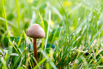 Super close up macro shot of a mushroom in grass
