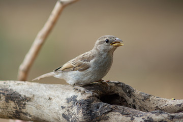 Joven gorrión comiendo