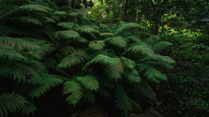 Moody green leaves on a bush in the forest