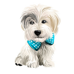 Sporting Lucas Terrier breed of dog of terrier type isolated on white. Digital art. Animal watercolor portrait closeup isolated muzzle of pet, canine hand drawn clipart, animalistic drawing.