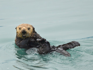 Northern Sea Otter (Enhydra lutris kenyoni) swimming in Resurrection Bay Alaska