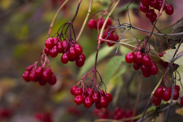 Red viburnum berries on a tree in autumn.