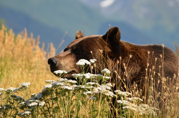 Brown or grizzly bear surrounded by beautiful Alaskan mountains
