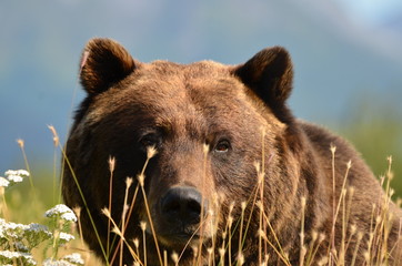 Brown or grizzly bear surrounded by beautiful Alaskan mountains
