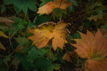 Moody bush with leaves in beautiful autumn colors.