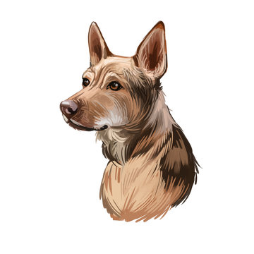 Telomian breed of dog native to Malaysia. Anjing Kampung. Digital art illustration. Animal watercolor portrait closeup isolated muzzle of pet, canine hand drawn clipart, animalistic drawing.