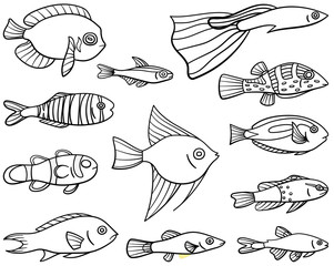 Set of twelve tropical fishes in lines