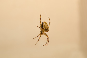 Spinne