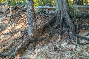 Tree roots exposed from erosion