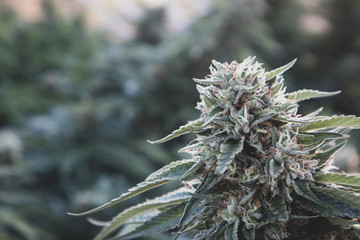 Cannabis Flower in Garden
