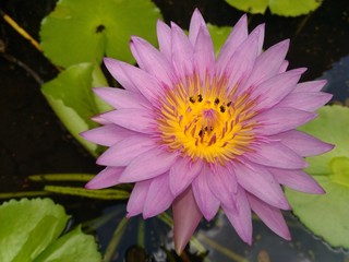 water Lilly