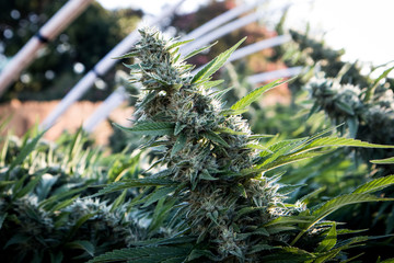 Cannabis Flower in Garden