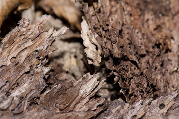 ants on anthill