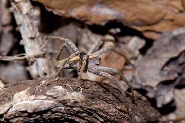 ant on leaf