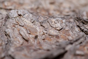 bark of a tree