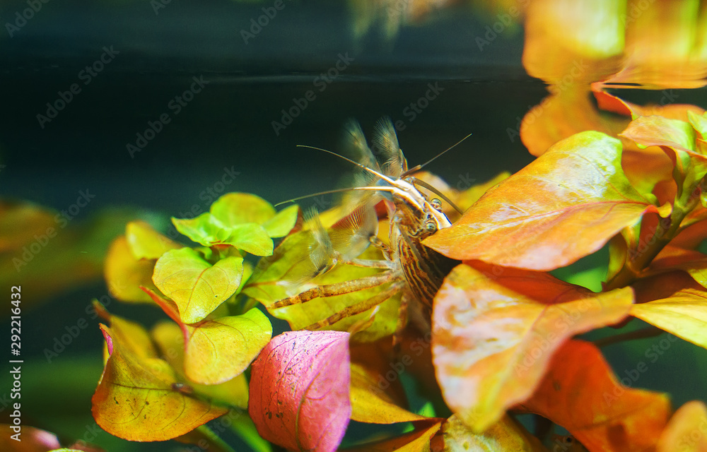 Poster Close-up view of Freshwater Bamboo Shrimp. Atyopsis moluccensis.