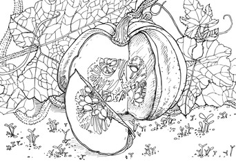 Pumpkin with seeds in the garden. Antistress coloring book for children and adults. Vector graphics