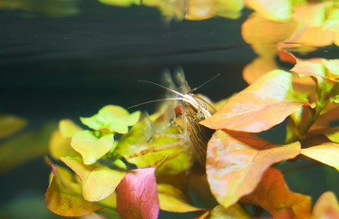 Close-up view of Freshwater Bamboo Shrimp. Atyopsis moluccensis.