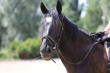 Obraz premium Head shot of a purebred saddle horse against green natural background
