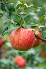 close up of apple on tree