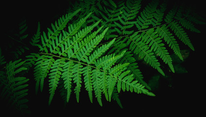 Natural green fern leaves texture in the forest close up on the dark background