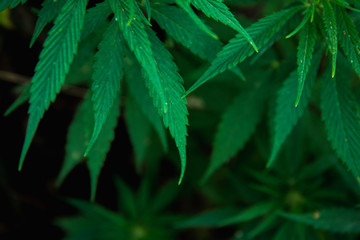 Naklejka na ściany i meble Marijuana leaves, cannabis on a dark background, indoor cultivation