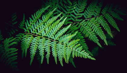 Natural green fern leaves texture in the forest close up on the dark background