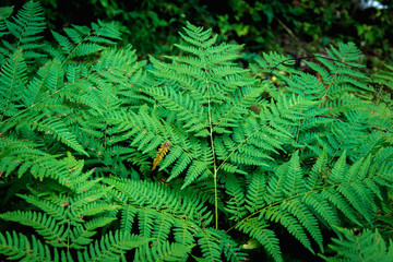 Natural green fern leaves texture in the forest close up on the dark background