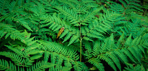 Natural green fern leaves texture in the forest close up on the dark background