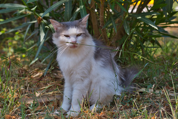 Stray cat on Corsica island, France.