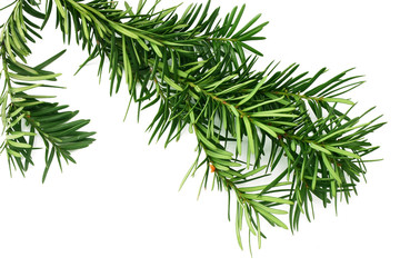 Naklejka na ściany i meble Christmas background. Top view with copy space. fir tree isolated on white background
