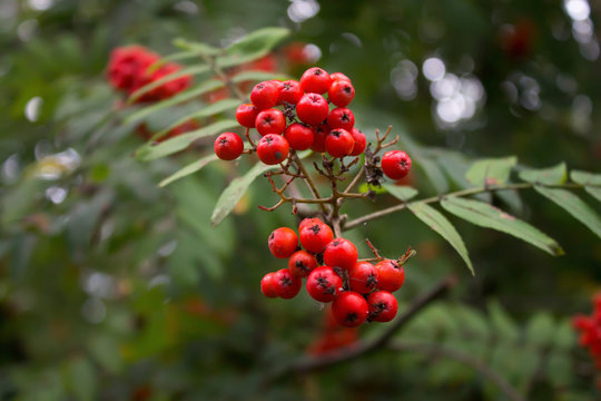 red berries on branch