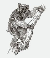 Critically endangered indri or babakoto climbing on a tree. Illustration after an engraving from the 19th century