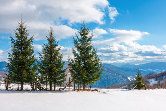 three fir trees on the snowy meadow in wintertime.  beautiful alpine scenery on a sunny day in mountains. wonderful weather with fluffy clouds on a blue sky