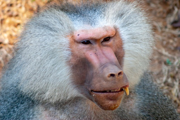 expressive baboon with grey hair
