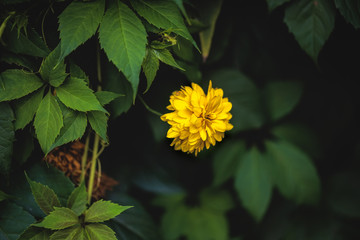 yellow flower on green background of leaves