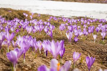Low angle, selective focus of beautiful, purple, backlit saffron flowers on a mountain highlands and remaining patch of snow in the background