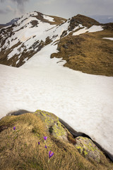 Foreground purple saffron flowers and vivid yellow moss covered rocks, remaining snow and distant sunlit mountain peaks, view from Midzor summit on Old mountain