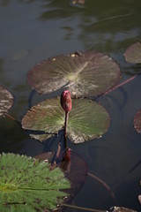 Water floating plant and its flower