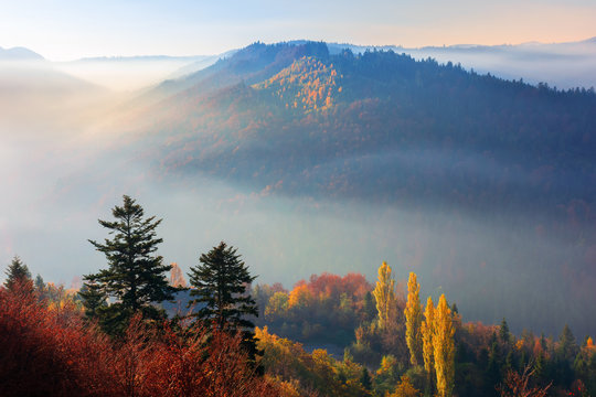 misty sunrise in mountains. wonderful autumn weather. beautiful nature scenery observed from the top of a hill. trees in colorful fall foliage. fog glowing in the distant valley 