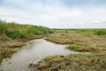 drowned land of Saefthine reserve in Belgium