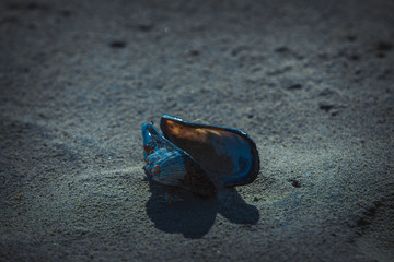 Mussel on the beach