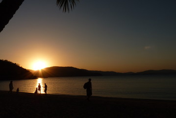 Silhouette of coconut palm tree in caribbean